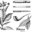 Coleção "Sementes de Tabaco"