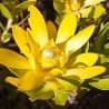 Ouro-do-inverno (Leucadendron laureolum)