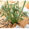 Albuca viscosa