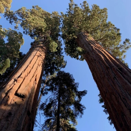 Sementes de Sequóia-gigante (Sequoiadendron giganteum) - 10 sementes