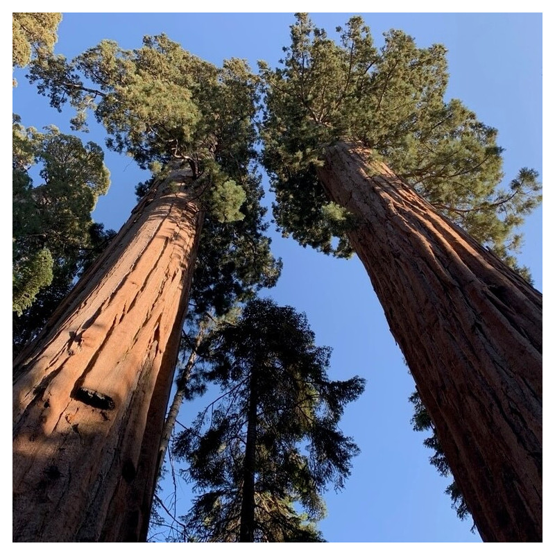 Sementes de Sequóia-gigante (Sequoiadendron giganteum) - 10 sementes