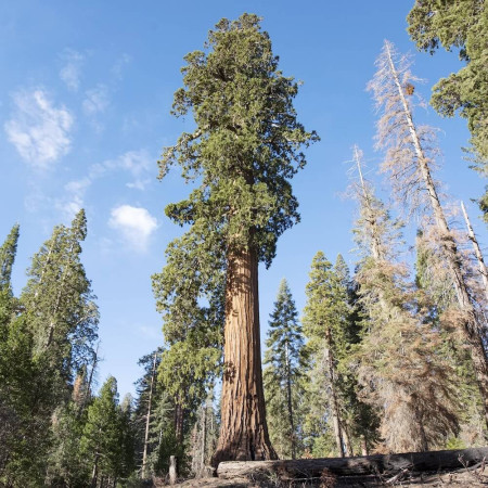 Sementes de Sequóia-gigante (Sequoiadendron giganteum) - 10 sementes