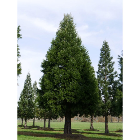 Sementes de Sequóia-gigante (Sequoiadendron giganteum) - 10 sementes