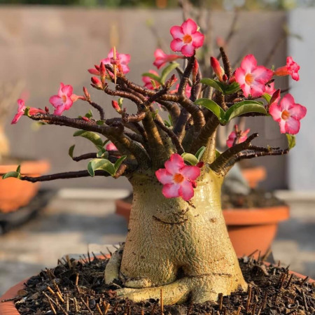 Sementes de Adenium somalense Black (Rosa-do-deserto) - 10 sementes