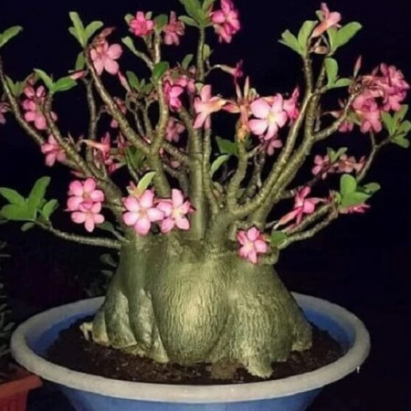 Sementes de Adenium somalense Black (Rosa-do-deserto) - 10 sementes