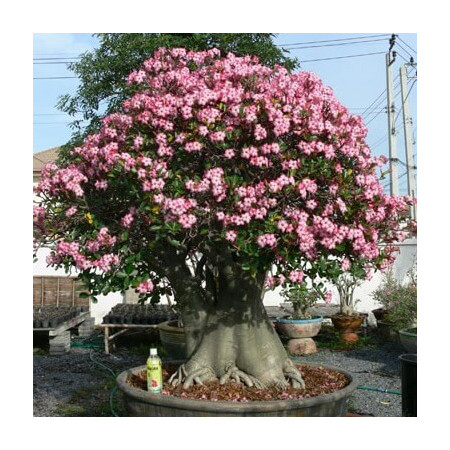 Sementes Mix de Adenium arabicum (Rosa-do-deserto) - 10 sementes