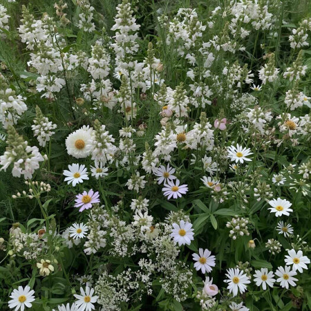 Mix Flores Brancas - 50 sementes sortidas