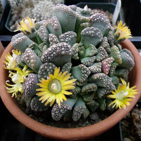 Sementes de Titanopsis calcarea - 10 sementes