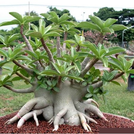 Sementes Mix de Adenium arabicum (Rosa-do-deserto) - 10 sementes