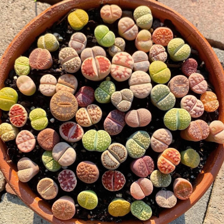 Sementes Mix de Lithops spp. (Pedra-viva ou Planta-pedra) 20 sementes