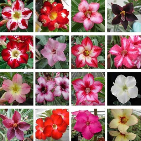 Sementes Mix de Adenium obesum (Rosa-do-deserto)