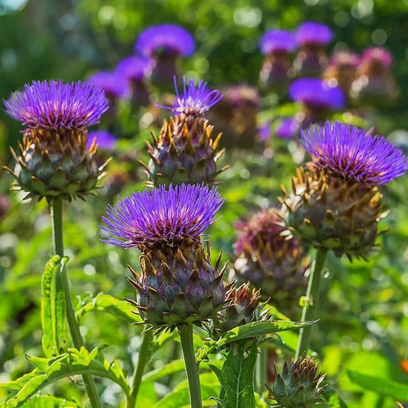 Sementes de Cynara cardunculus (Cardo-coalheiro) - 5 sementes