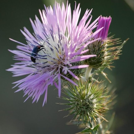 Sementes de Cynara cardunculus (Cardo-coalheiro) - 5 sementes