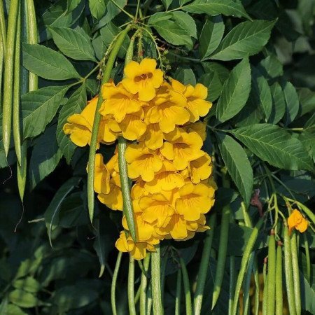 Tecoma stans (Ipê-de-jardim) - 50 sementes