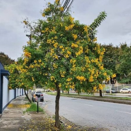 Tecoma stans (Ipê-de-jardim) - 50 sementes