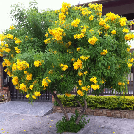 Tecoma stans (Ipê-de-jardim) - 50 sementes