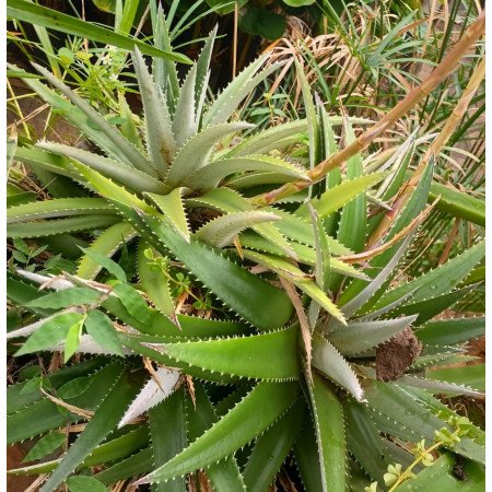 Sementes de Dyckia brevifolia (Bromélia-lâmina-de-serra) - 10 sementes