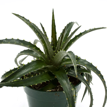 Sementes de Dyckia brevifolia (Bromélia-lâmina-de-serra) - 10 sementes