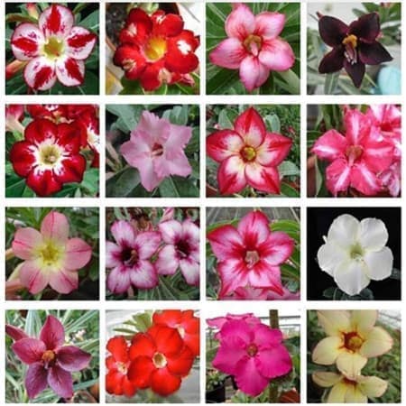 Sementes Mix de Adenium obesum (Rosa-do-deserto)