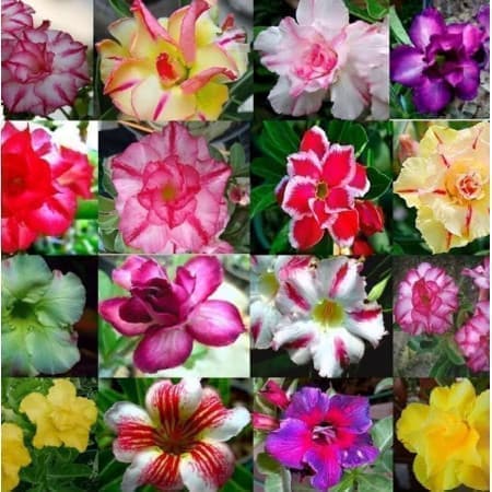 Sementes Mix de Adenium obesum (Rosa-do-deserto)
