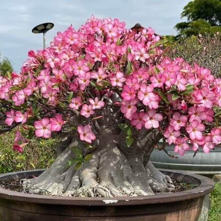 Sementes Mix de Adenium arabicum (Rosa-do-deserto) - 10 sementes