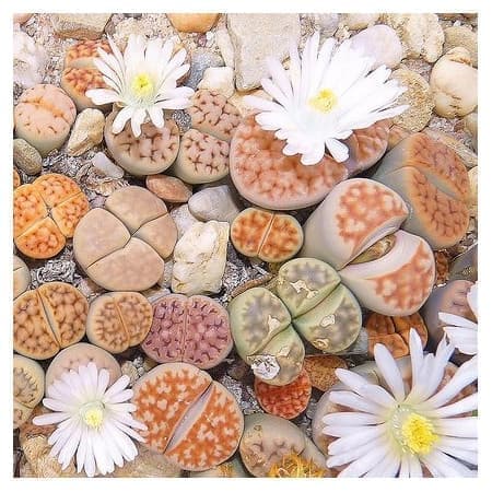 Sementes Mix de Lithops spp. (Pedra-viva ou Planta-pedra) 20 sementes