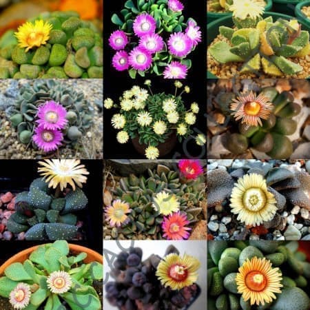 Sementes Mix de Aloinopsis -20 sementes