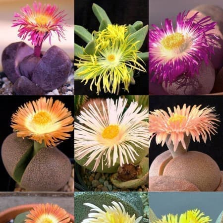 Sementes Mix de Pleiospilos -20 sementes