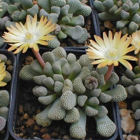 Sementes de Titanopsis primosii - 10 sementes