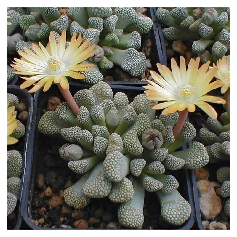 Sementes de Titanopsis primosii - 10 sementes Sementes de Titanopsis primosii - 10 sementes