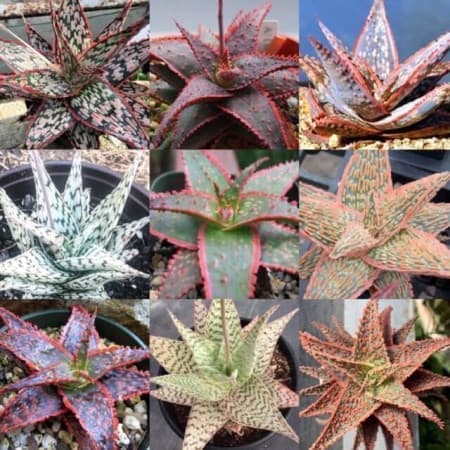 Sementes Mix de Aloe -20 sementes