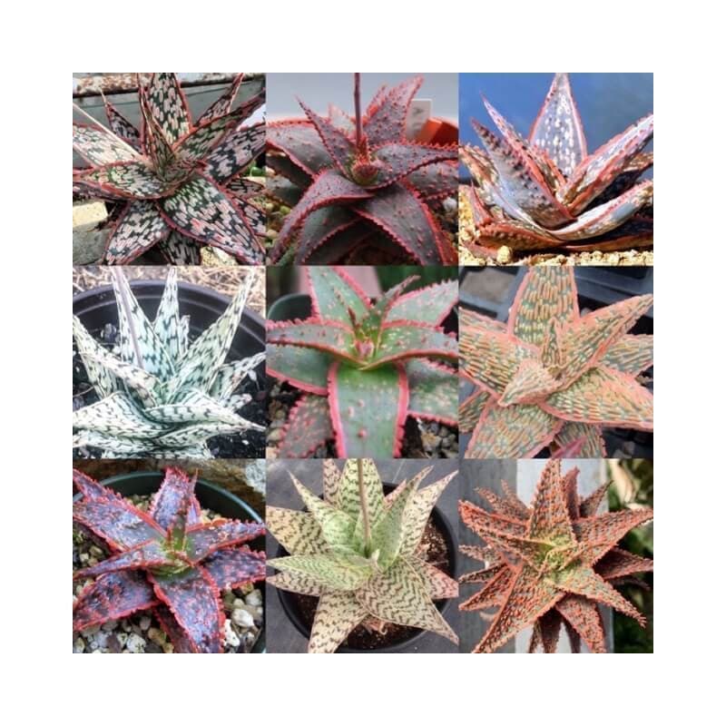 Sementes Mix de Aloe -20 sementes