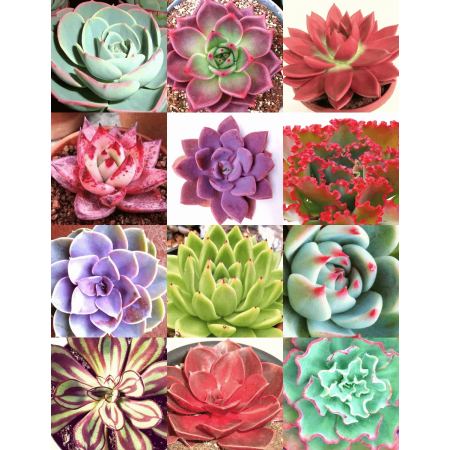 Sementes Mix de Echeveria (Rosa-de-pedra) -20 sementes