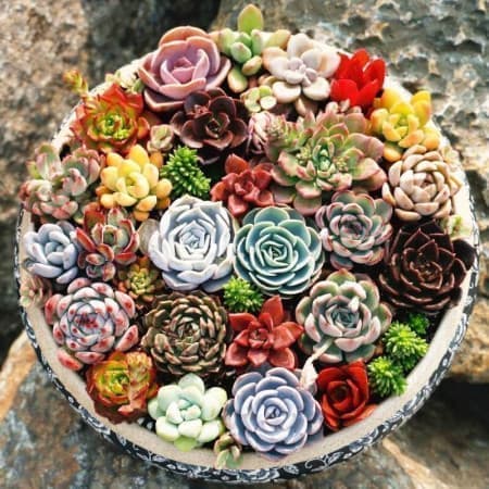 Sementes Mix de Echeveria (Rosa-de-pedra) -20 sementes