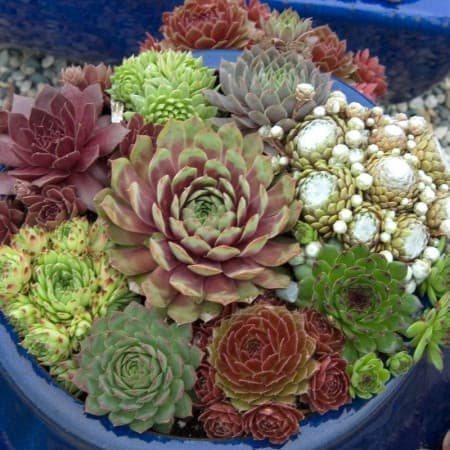 Sementes Mix de Sempervivum (Sempre Viva) - 20 sementes