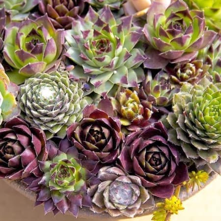 Sementes Mix de Sempervivum (Sempre Viva) - 20 sementes