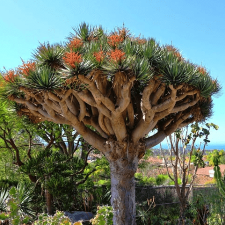Sementes de Dracaena draco (Dragoeiro ou Sangue-de-dragao) 5 sementes