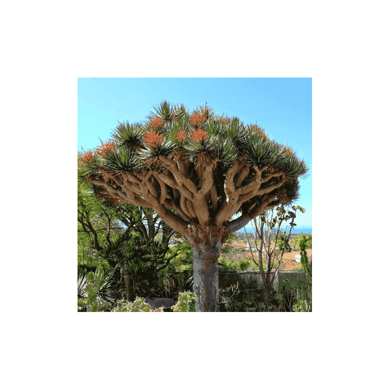 Sementes de Dracaena draco (Dragoeiro ou Sangue-de-dragao) 5 sementes