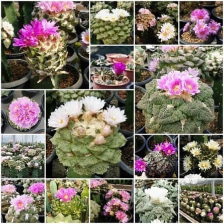 Sementes Mix de Ariocarpus - 20 sementes