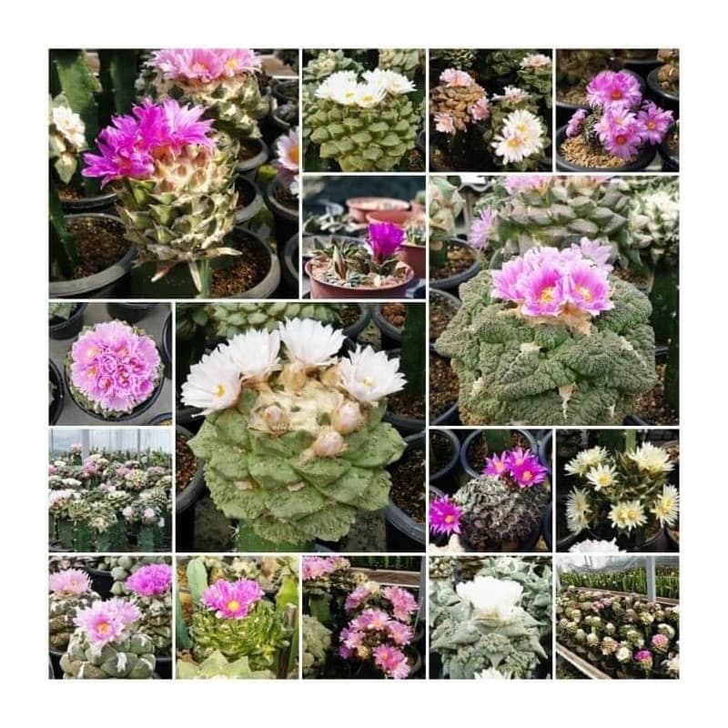 Sementes Mix de Ariocarpus - 20 sementes Sementes Mix de Ariocarpus - 20 sementes