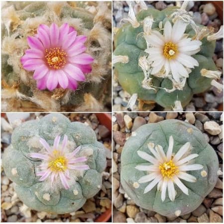 Sementes Mix de Lophophora - 10 sementes