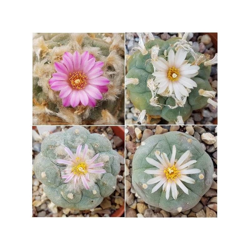 Sementes Mix de Lophophora - 10 sementes Sementes Mix de Lophophora - 10 sementes