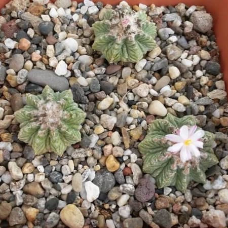 Sementes de Aztekium ritteri (Peyotillo) - 10 sementes