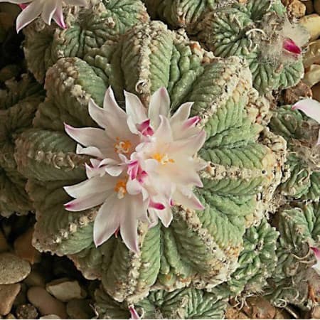 Sementes de Aztekium ritteri (Peyotillo) - 10 sementes