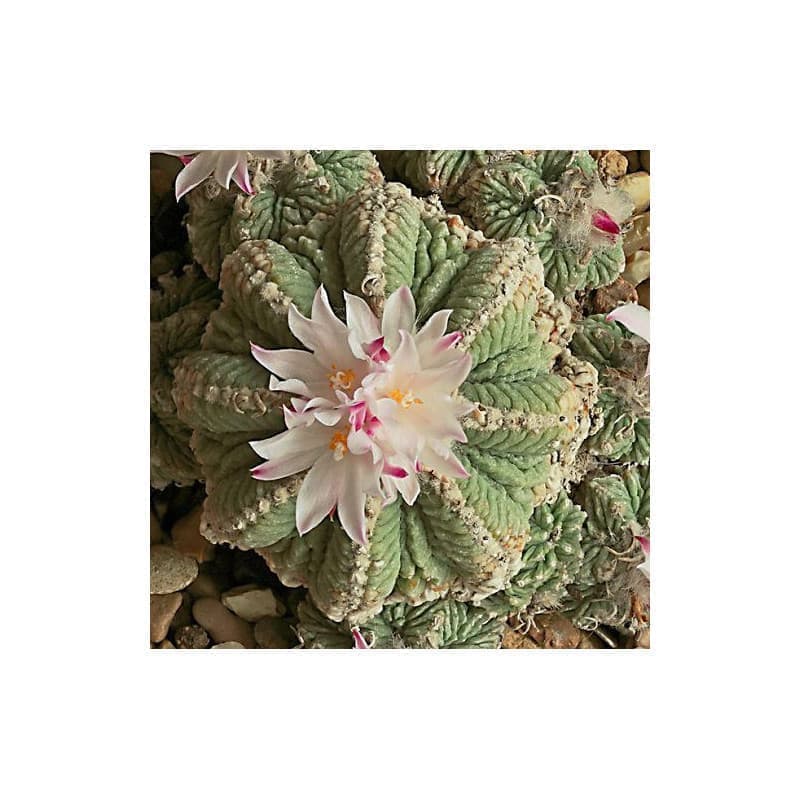 Sementes de Aztekium ritteri (Peyotillo) - 10 sementes Sementes de Aztekium ritteri (Peyotillo) - 10 sementes