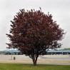 Ameixeira-dos-jardins (Prunus cerasifera)