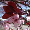 Ameixeira-dos-jardins (Prunus cerasifera)