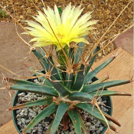 Sementes de Leuchtenbergia principis (Cacto-agave) - 5 sementes