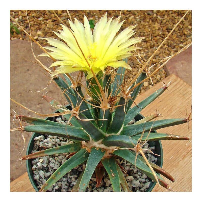 Sementes de Leuchtenbergia principis (Cacto-agave) - 5 sementes Sementes de Leuchtenbergia principis (Cacto-agave) - 5 sementes