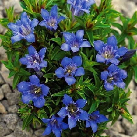 Sementes de Gentiana septemfida (Genciana de verão) - 20 sementes